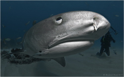 Tiger Shark - closer isn't possible. by Reinhard Arndt 